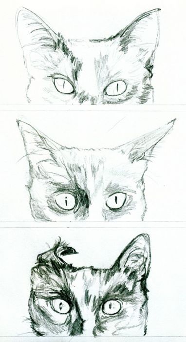 A Study of Cat's Ears by Kathy Nutt